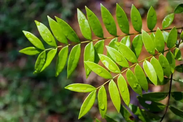 Tongkat Ali Extract Powder for Men and Women: Hormonal Health Guide